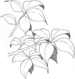 241x256 Good Shaded Pics