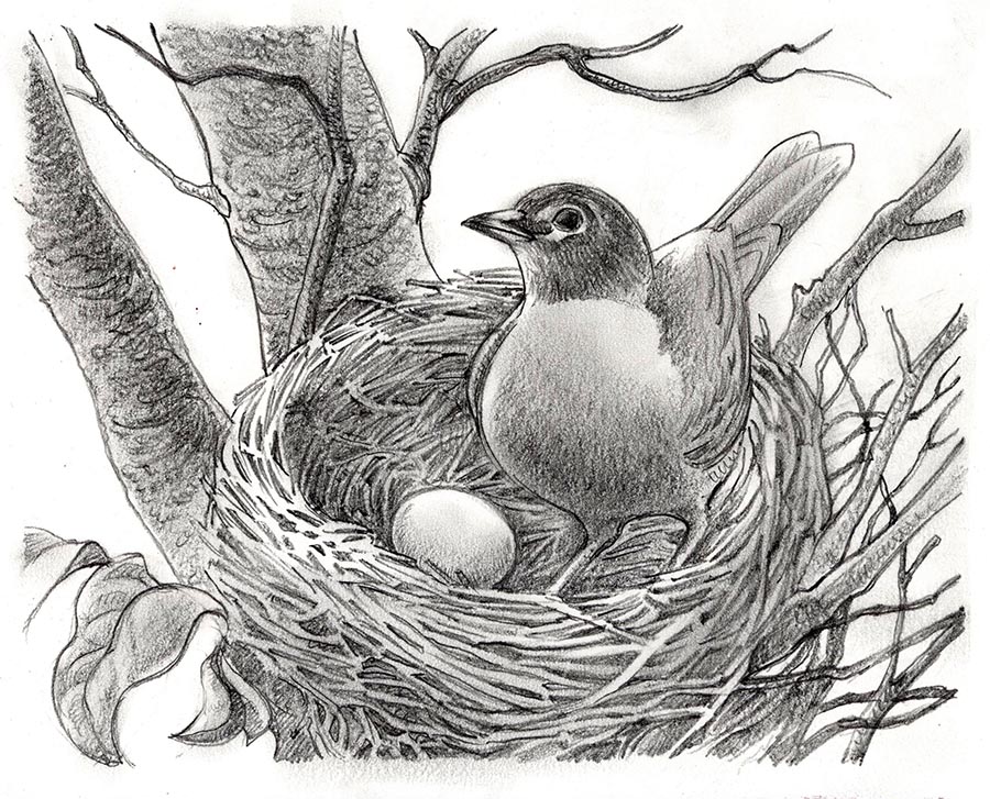 900x727 Pictures Easy Pencil Shading Drawings Birds,
