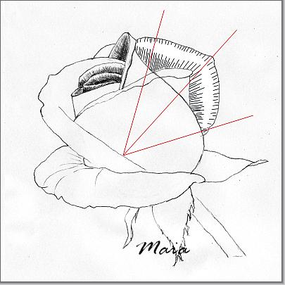 405x405 Shading The Rose