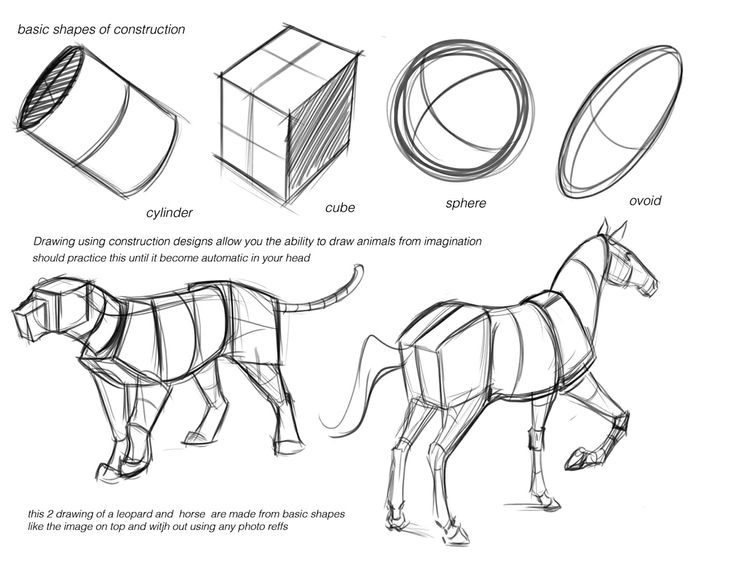 736x568 Basic Shapes For Drawing Animals