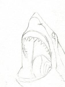 Shark Bite Drawing at GetDrawings | Free download