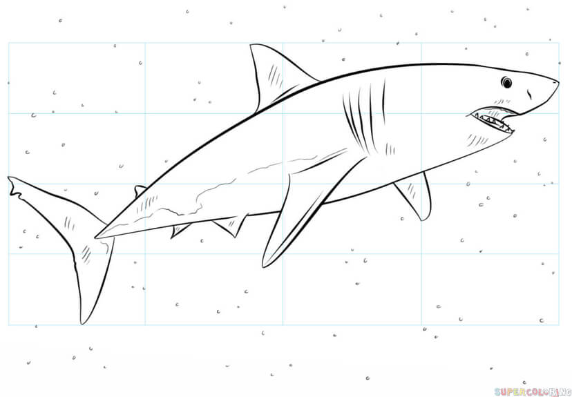 828x575 How To Draw A Great White Shark Step By Step Drawing Tutorials