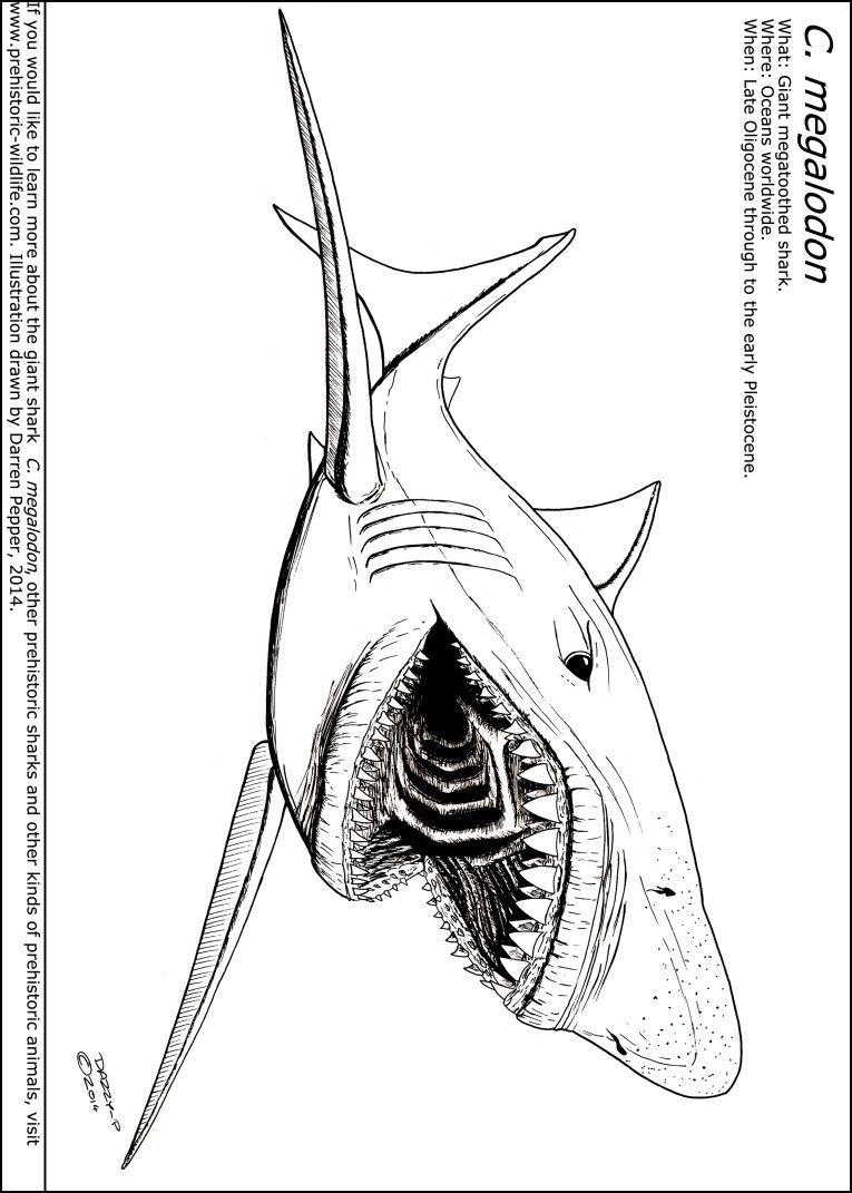 765x1071 Inspiring Excellent How To Draw Cartoon Shark With Coloring Page