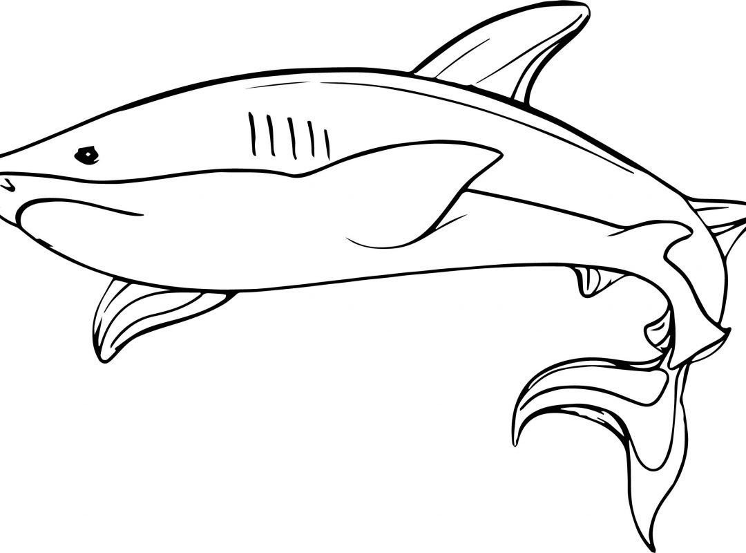 1080x800 Printables Coloring Pages Of Military Shark For Boys Magnificent