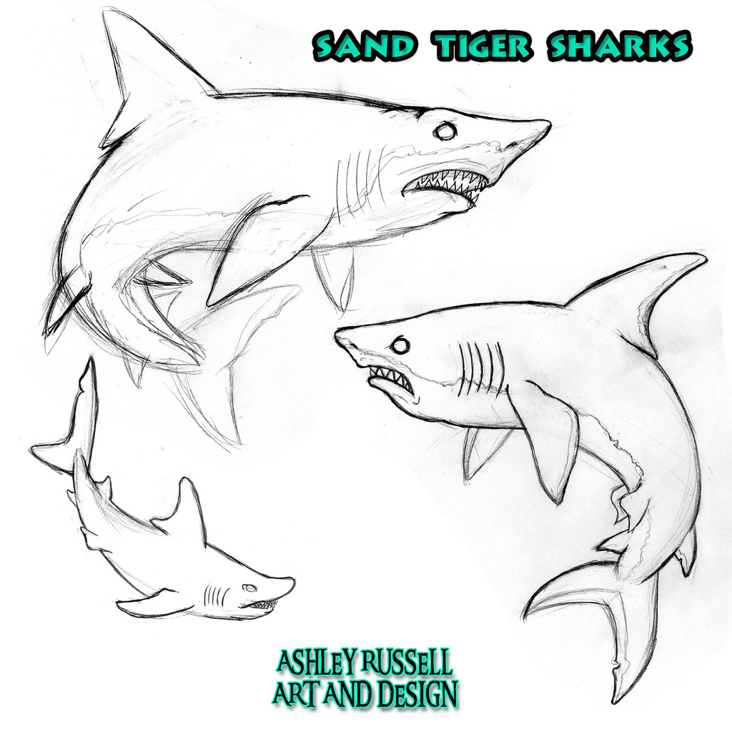 1024x1024 Sand Tiger Shark Character 2014, Graphite On Paper Edited