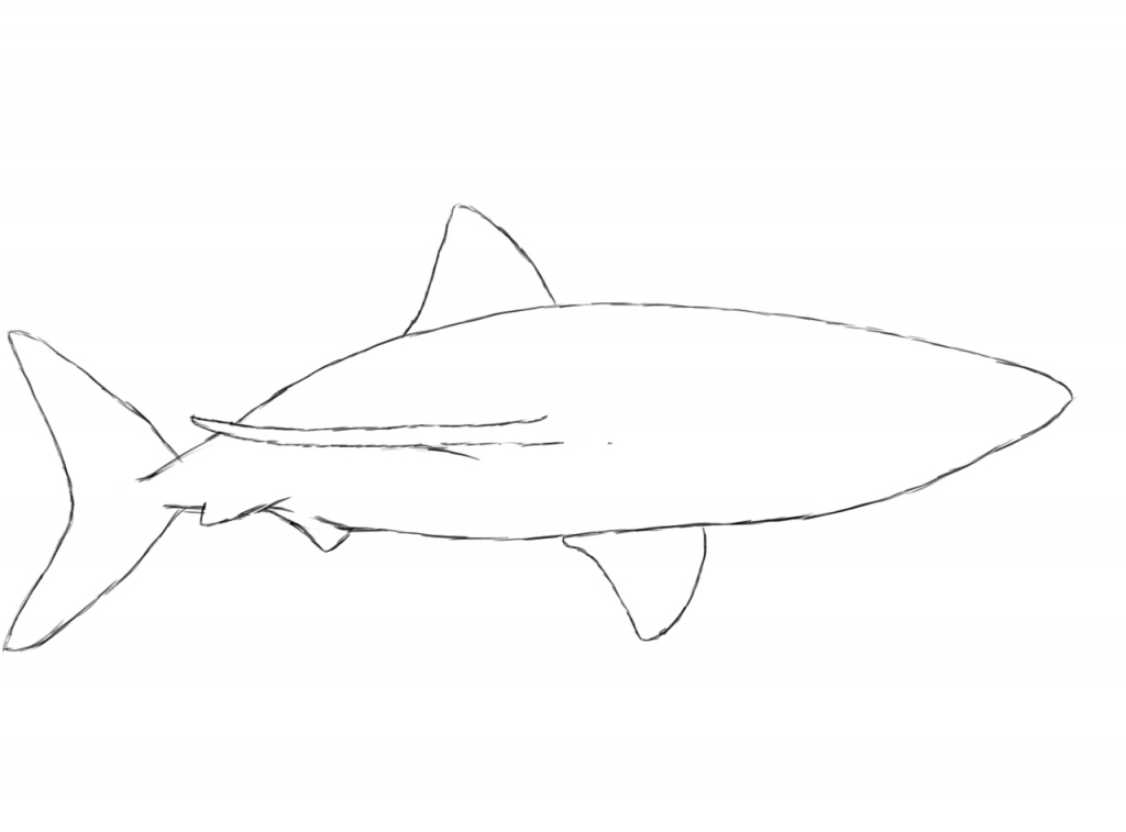 1024x757 How To Draw Sharks How To Draw A Shark Draw Central