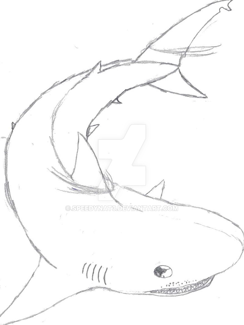 800x1066 A Tiger Shark Sketch By Speedynat3