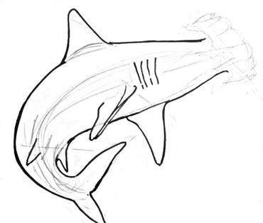 370x314 How To Draw A Hammerhead Shark