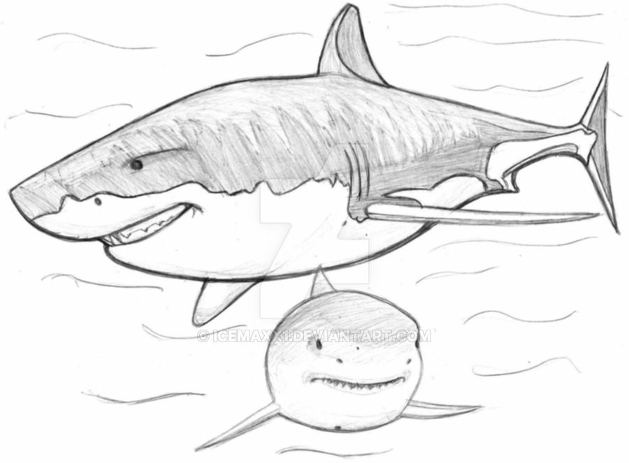 900x663 Shark Sketch By Icemaxx1