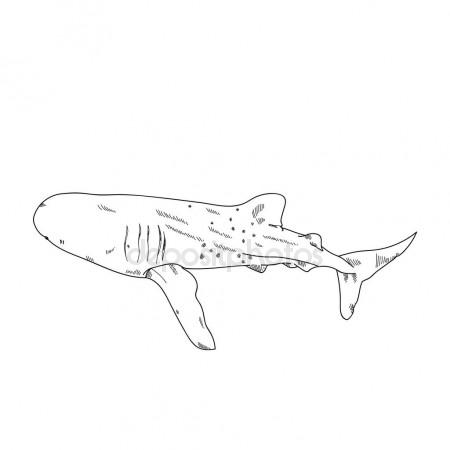 450x450 Aquatic Animals Shark Whale Drawing Illustration Stock Photo