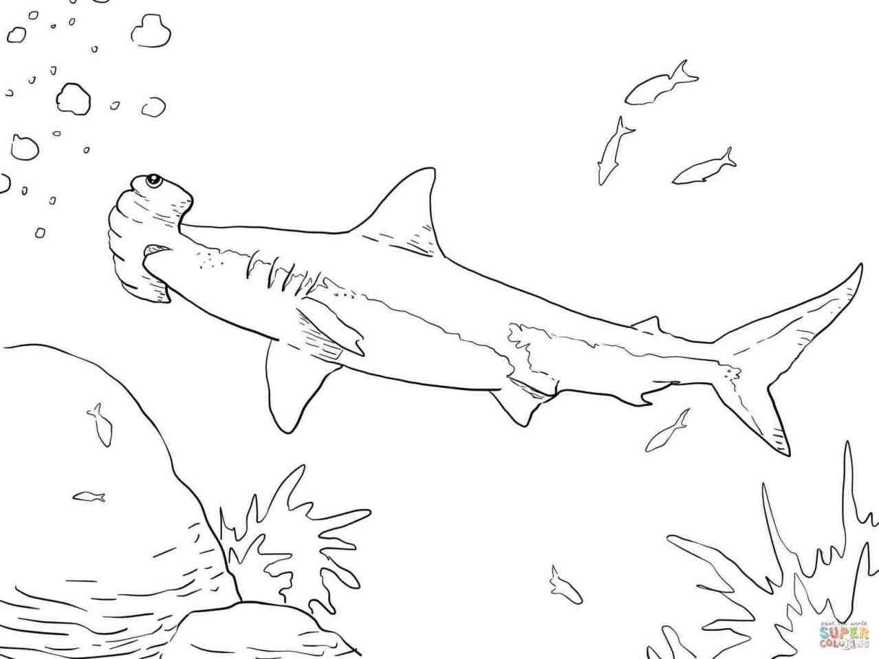 1278x958 Draw Hammerhead Shark. Hammerhead Shark Cartoon Illustration Stock