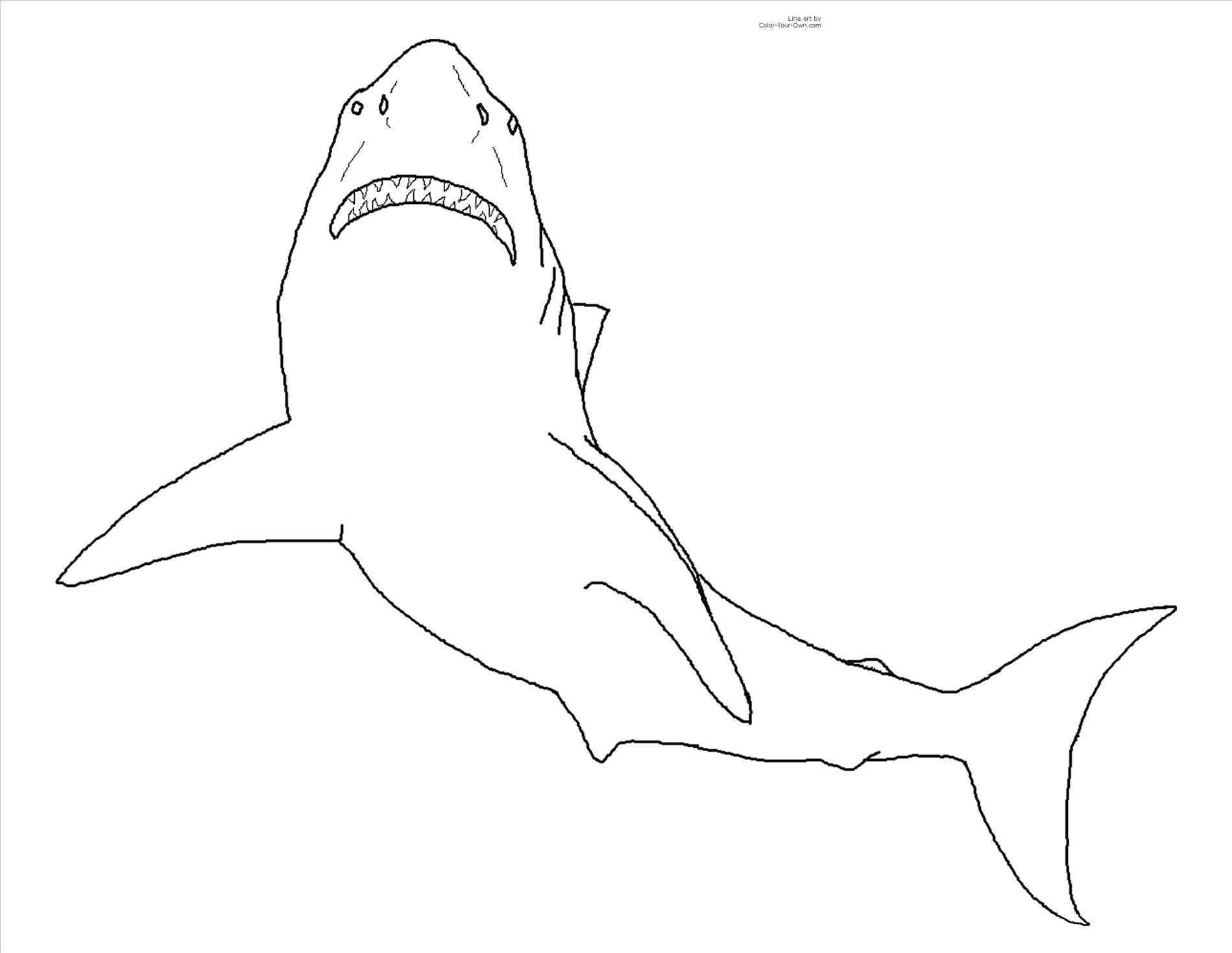 1899x1468 Shark Drawing Looking Stock Vector With Mouth Open Coloring Page