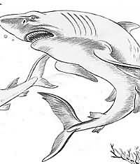 200x235 Pencil Shark Tattoo Sample