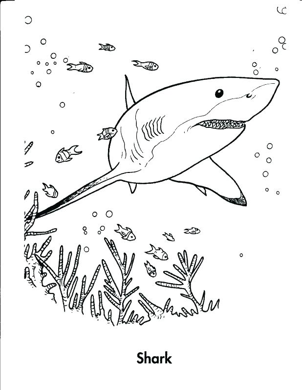 618x796 Whale Shark Coloring Pages Printable Shark Coloring Pages Coloring