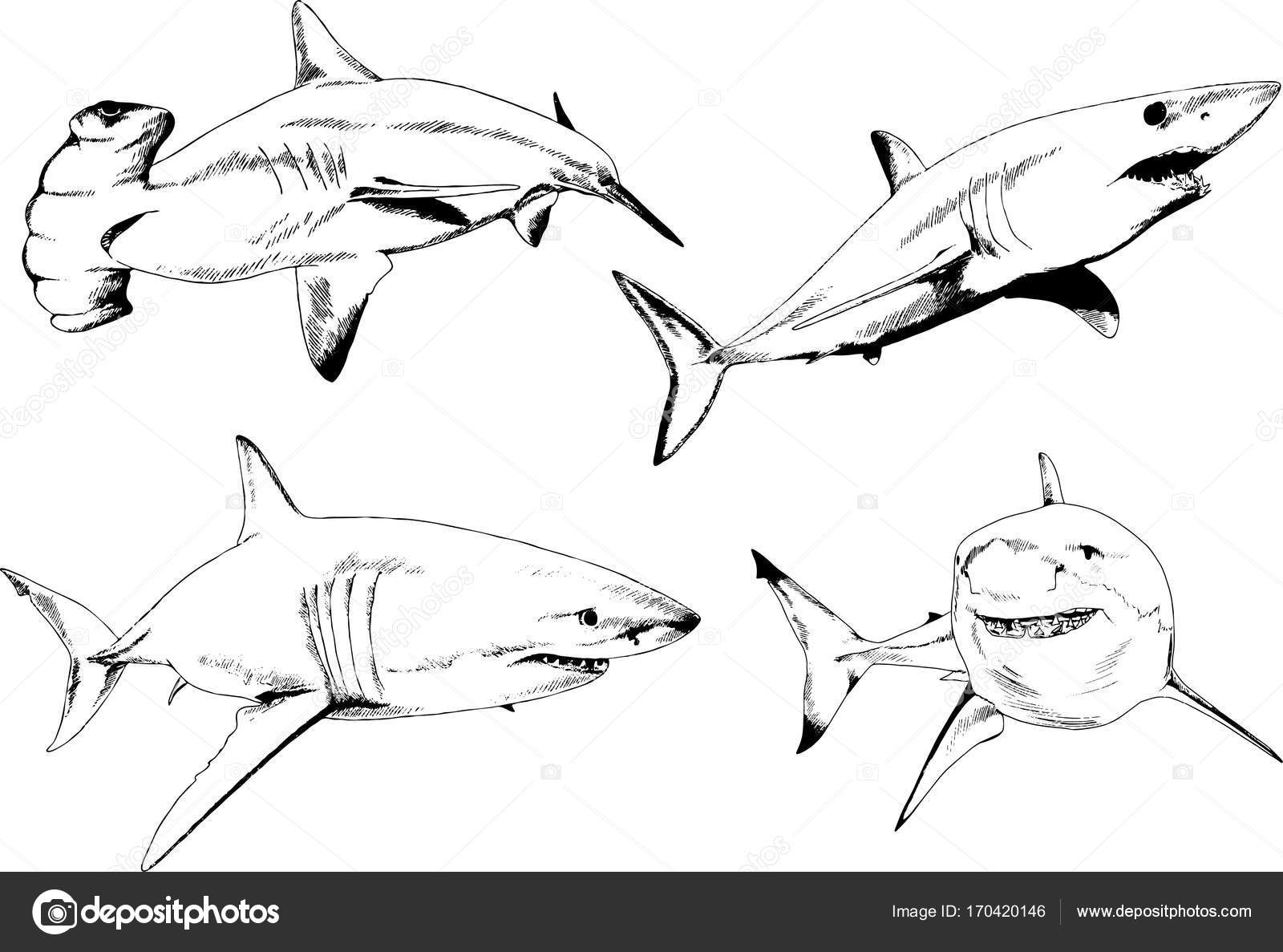 1600x1187 Set Of Vector Drawings On The Theme Of Marine Predators Sharks