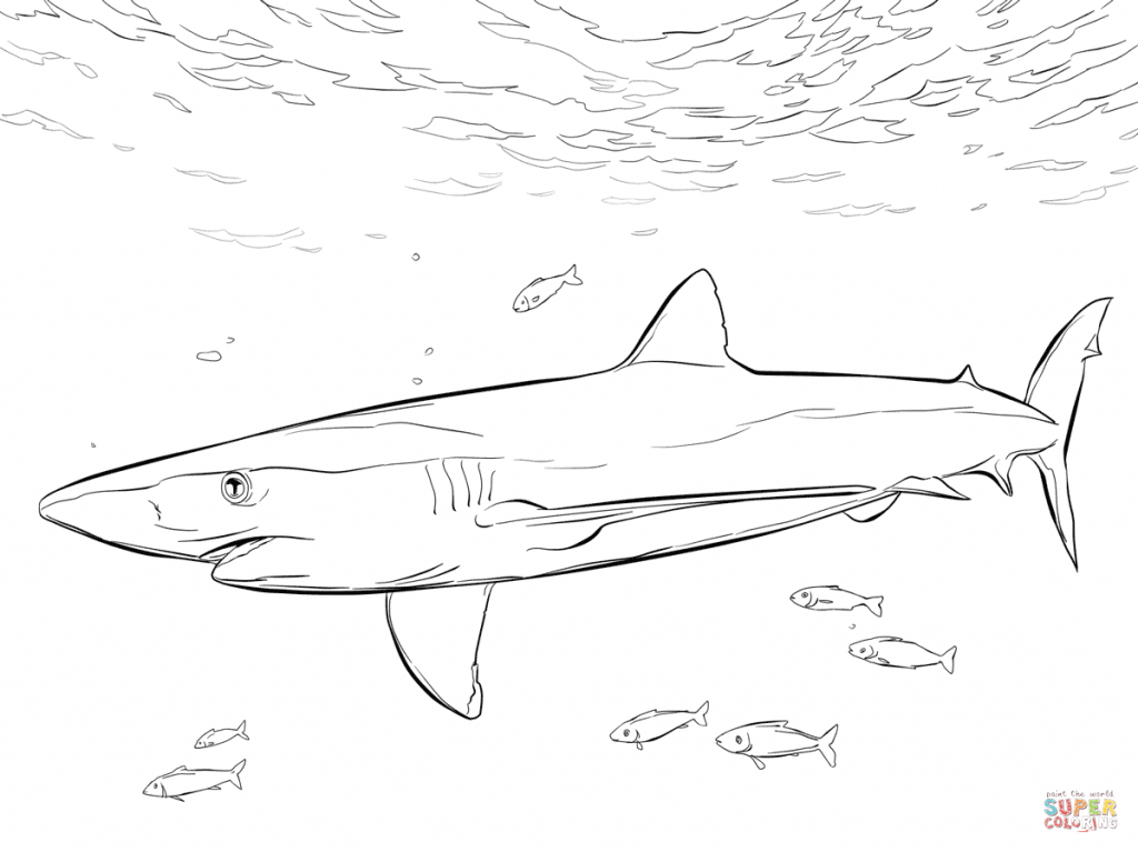 1024x767 How To Draw A Blue Shark How To Draw A Whale Shark Whale Shark
