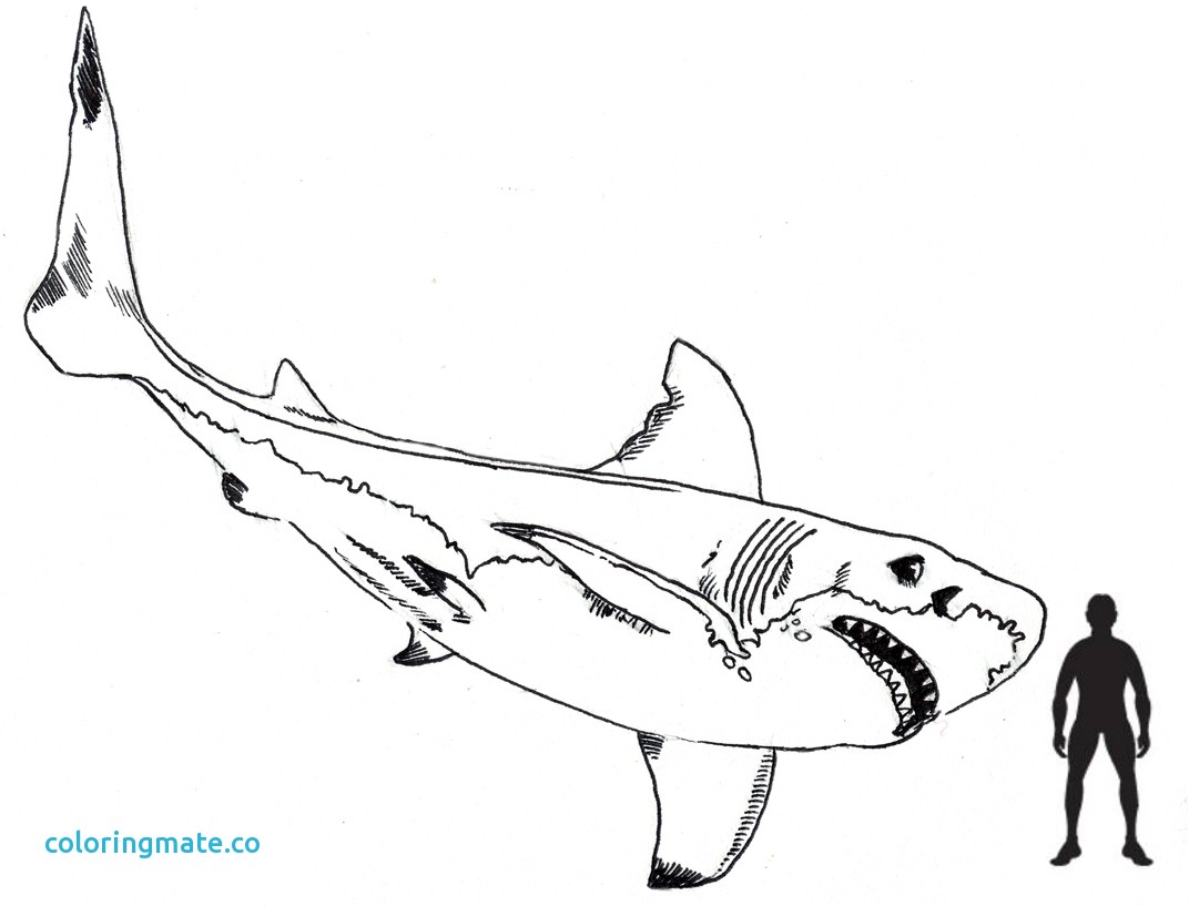 1081x817 Megalodon Coloring Pages Awesome Learn How To Draw A Megalodon