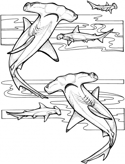 400x525 Hammerhead Shark Coloring Page Shark Collection