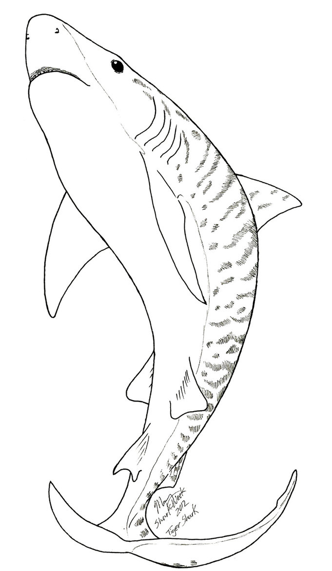 681x1172 Tiger Shark Coloring Page Coloring Pages Shark