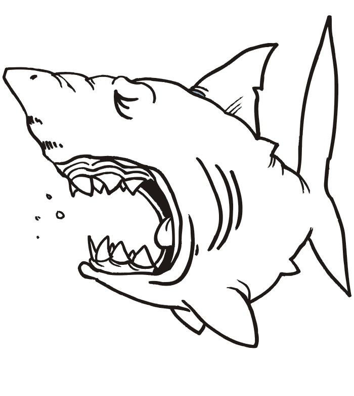 Shark Drawing Template at GetDrawings | Free download