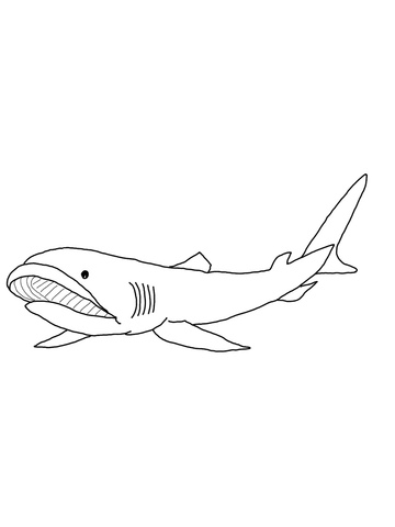 360x480 Megamouth Shark Coloring Page Free Printable Coloring Pages