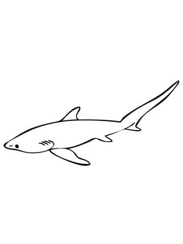 360x480 Thresher Shark Or Fox Shark Coloring Page Free Printable