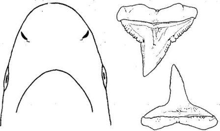 448x268 Silvertip Sharks