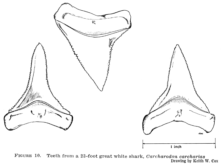 768x572 Shark Teeth Coloring Page