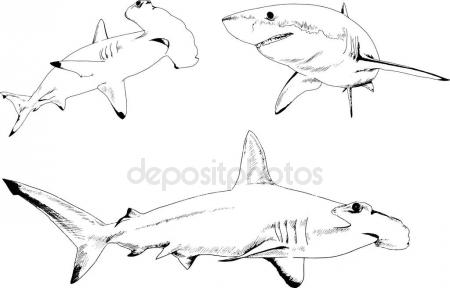 450x288 Set Of Vector Drawings On The Theme Of Marine Predators Sharks