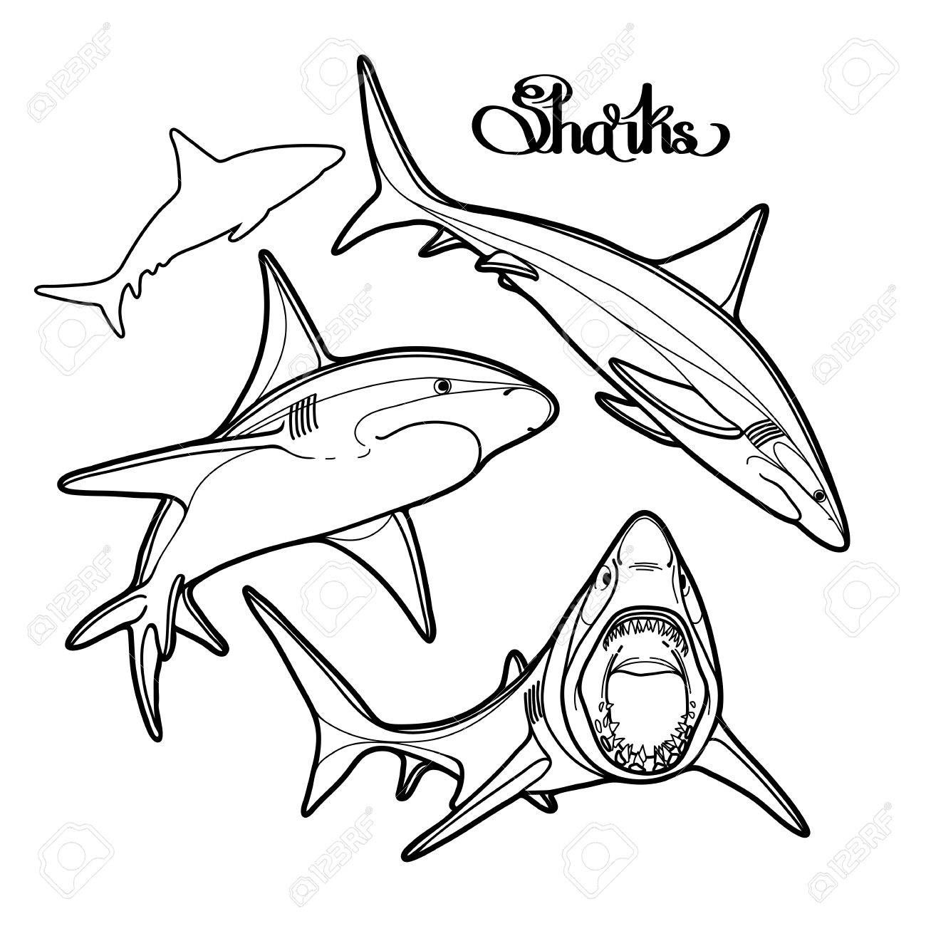 1300x1300 Graphic Collection Of Vector Sharks Drawn In Line Art Style