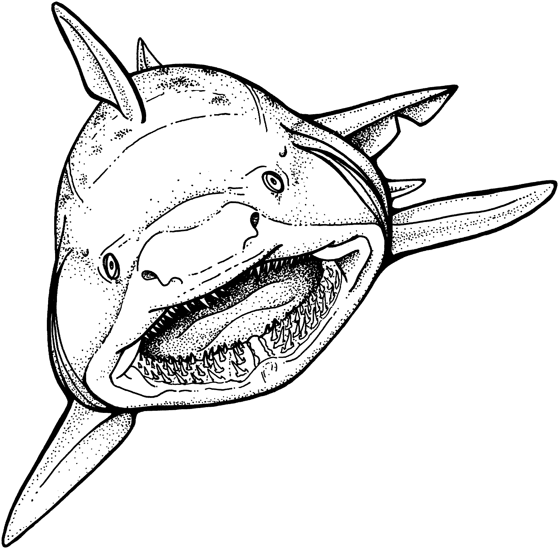 1836x1803 Shark (Animals) Printable Coloring Pages