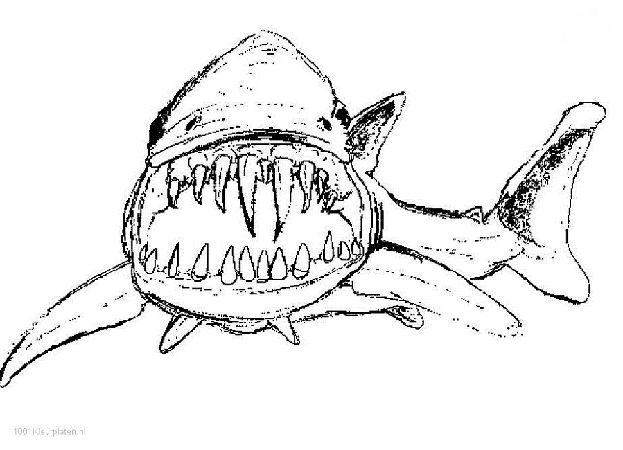 899x650 Lego Shark Coloring Pages Animal Shark