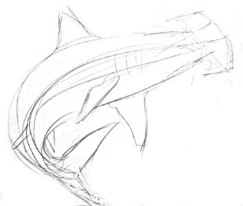 354x300 How To Draw A Hammerhead Shark