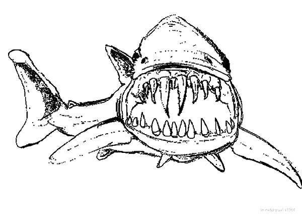 600x434 Shark Jaws Outline Coloring Pages Best Place To Color