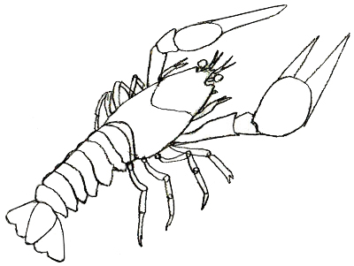 400x301 How To Draw A Lobster
