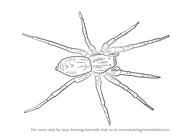 800x565 Learn How To Draw A Wolf Spider (Arachnids) Step By Step Drawing