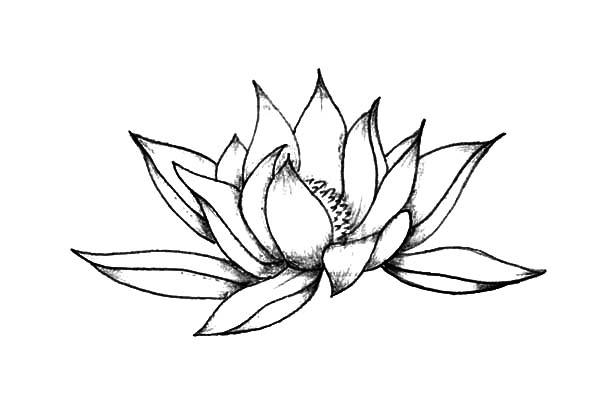600x404 Pencil Sketch Lotus Flower Coloring Pages Batch Coloring
