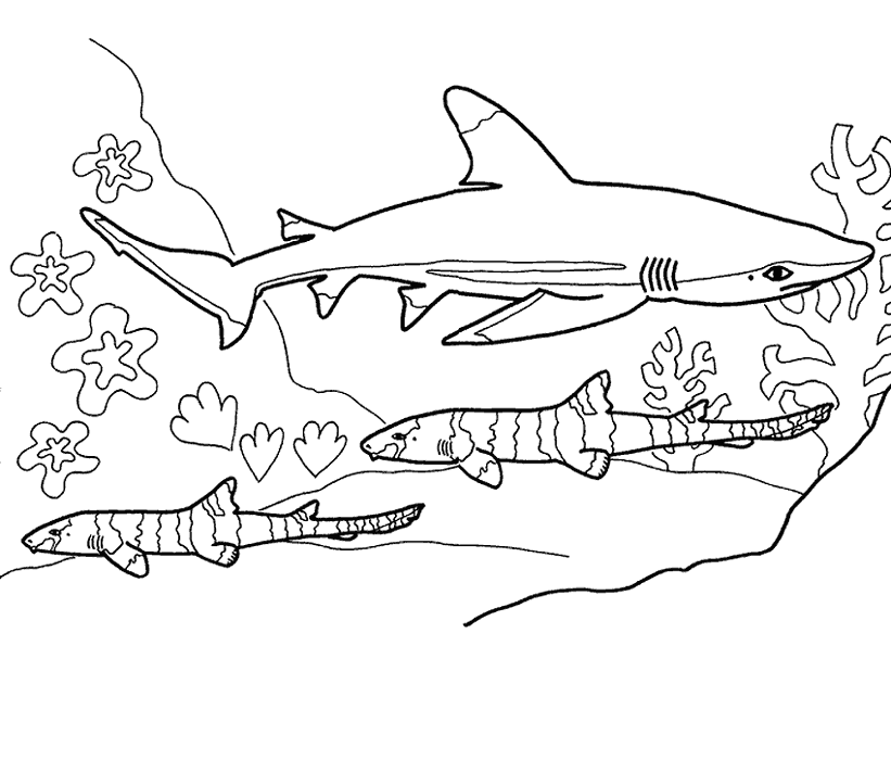 821x700 Shark Coloring Pages (12)