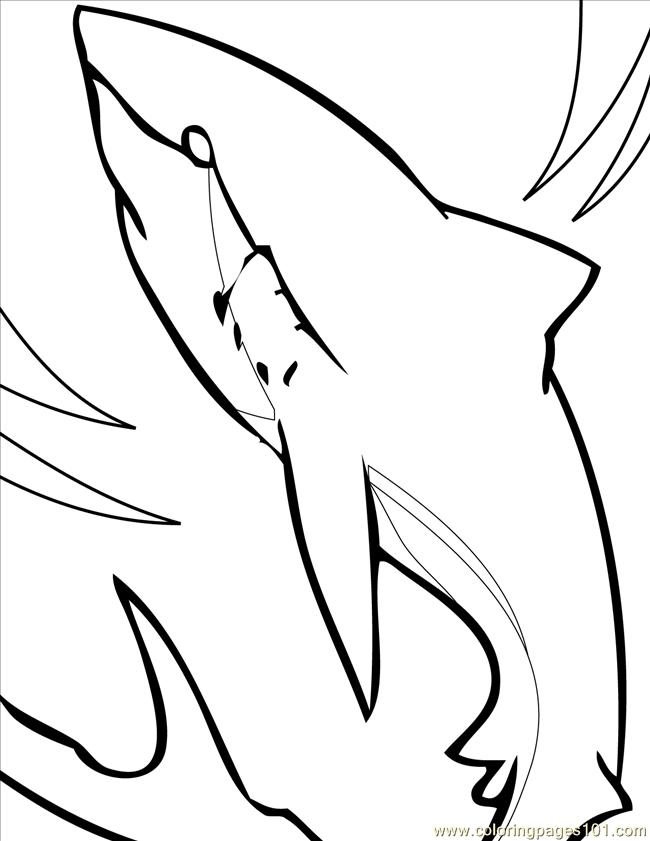 650x841 Bull Shark Clipart Line Drawing