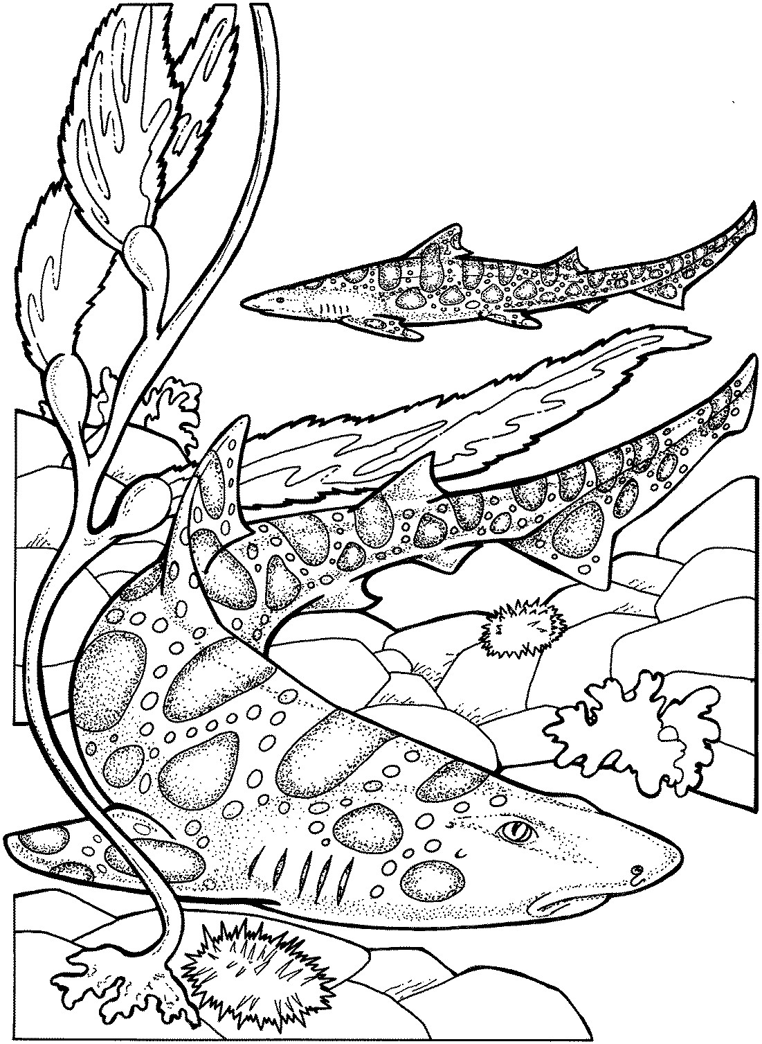 1101x1507 Coloring Page Of A Tiger Shark Best Of Drawn Tiger Shark Mean