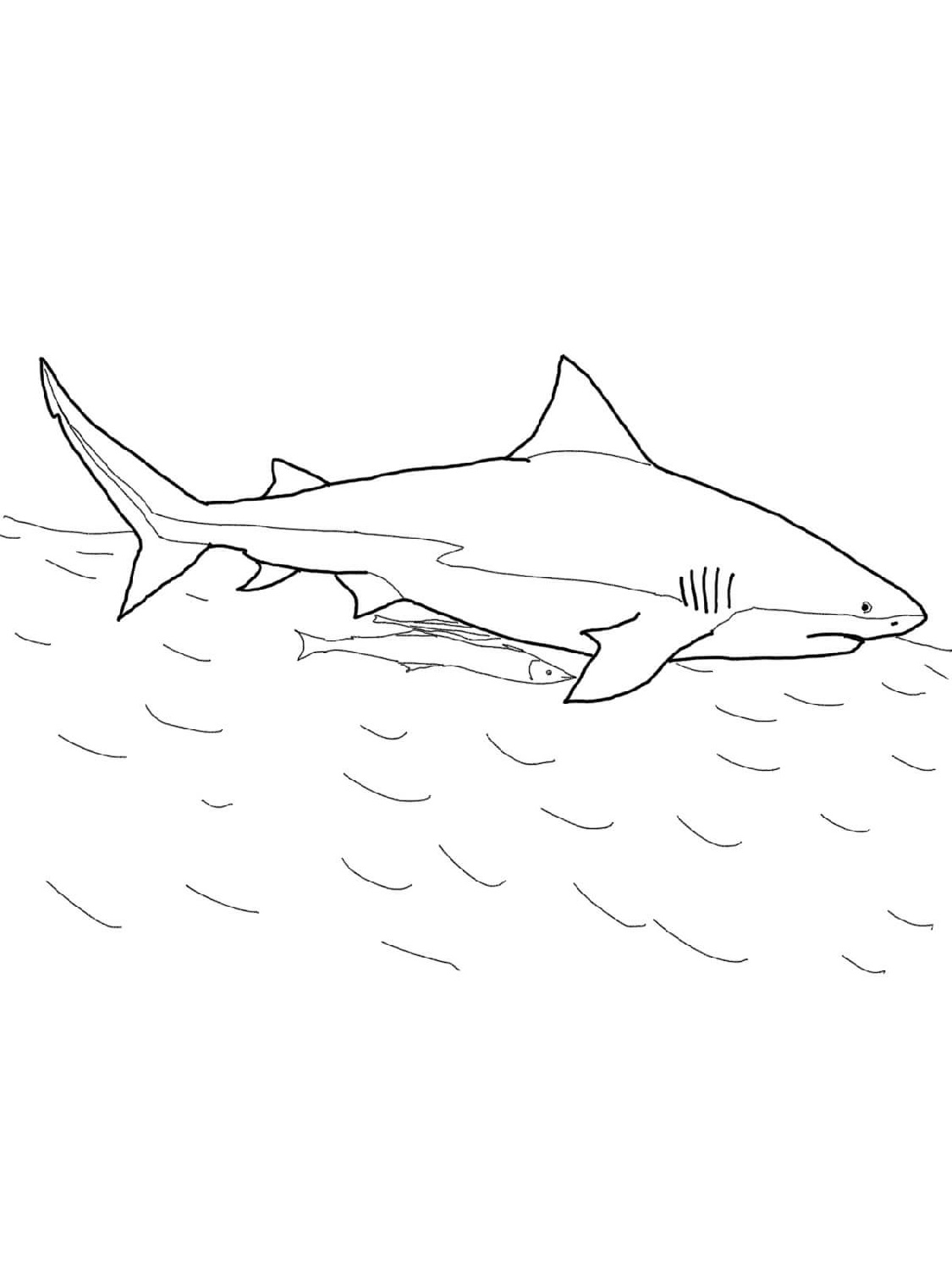 1125x1500 Free Shark Color Pages Activity Shelter