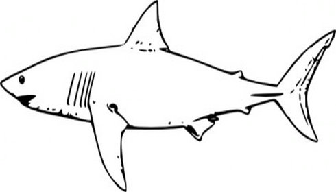 490x280 Shark Clipart Line Drawing