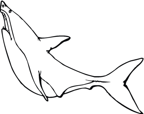 480x380 Great White Shark 2 Coloring Page Free Printable Coloring Pages