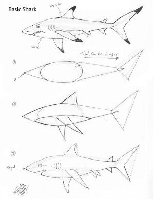 300x388 Draw a basic shark by diana By