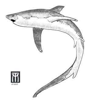 300x345 Black And White Shark Tattoo Designs