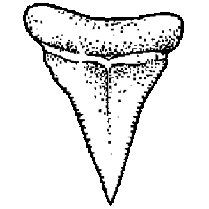 300x300 The Award Of The Shark's Tooth Kingdom Of Atlantia Wikia