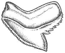 220x180 Darwinscrewmates1a Tiger Shark