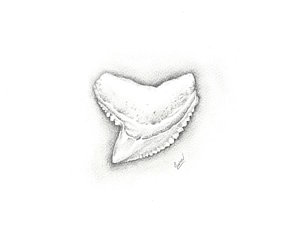 300x238 Shark Teeth Drawings Fine Art America