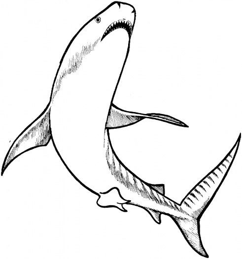 491x525 Tiger Shark Coloring Page Marine Life Coloring Pages