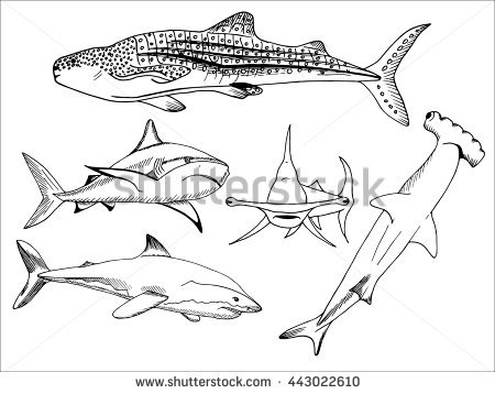 450x358 Whale Shark Clipart Line Drawing